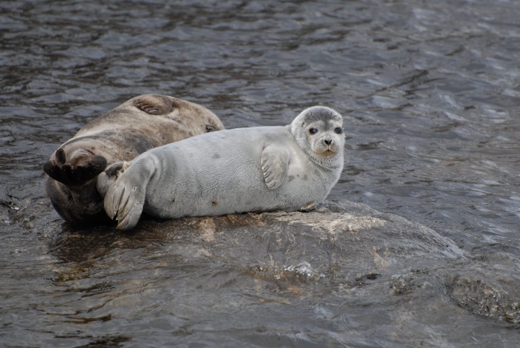 saimaanorppa_kuutti_ja_emo_mervi-kunnasranta