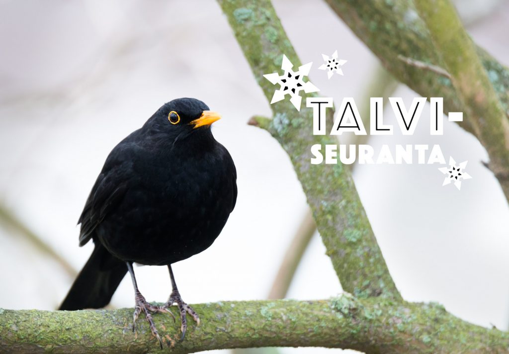 mustarastas_talviseuranta