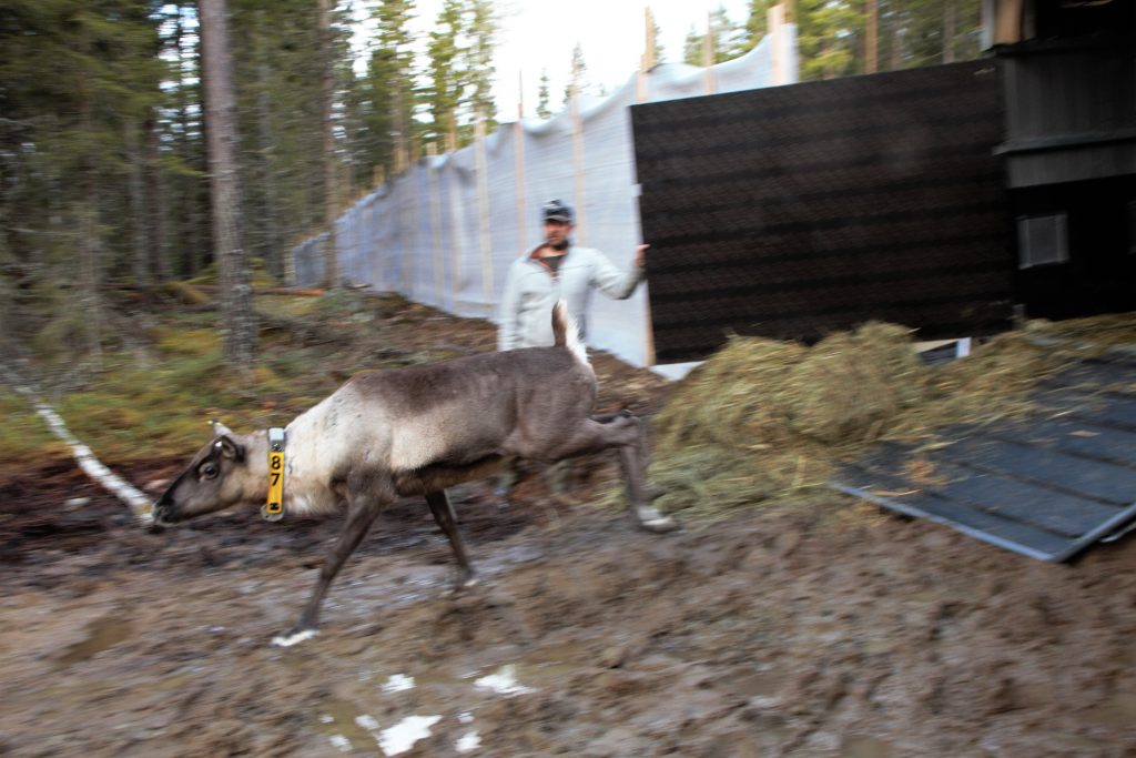 villi-vaadin-vapautetaan-seitsemiseen