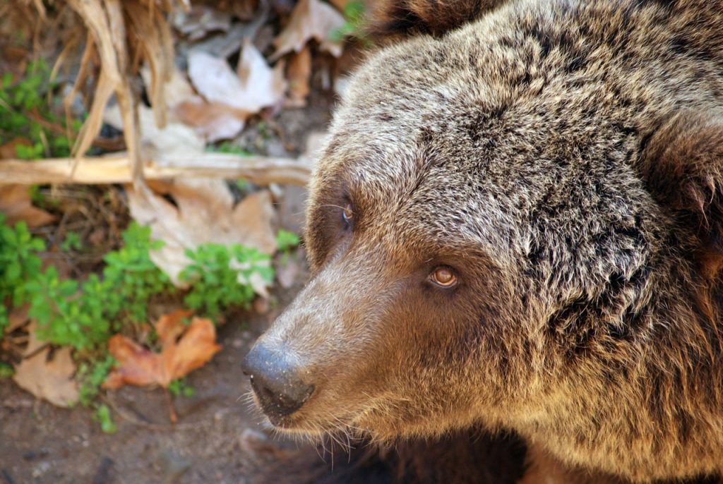 el-oso-21691289222522HTO