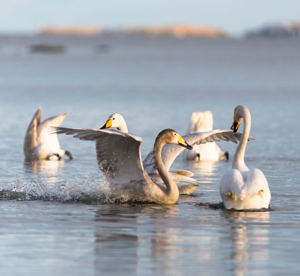 laulujoutsenet_anttisalovaara