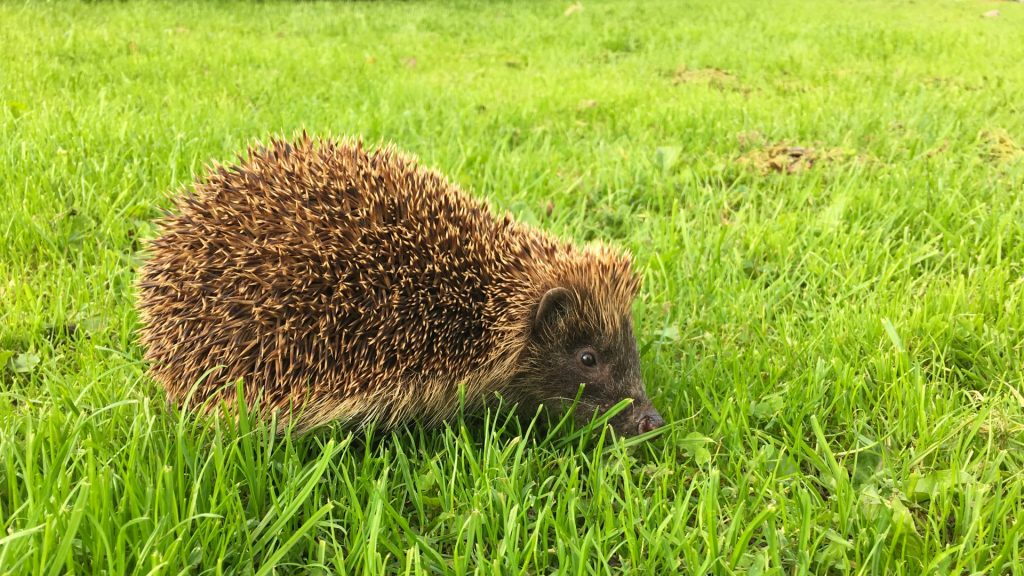 hedgehog-1477933452HkD