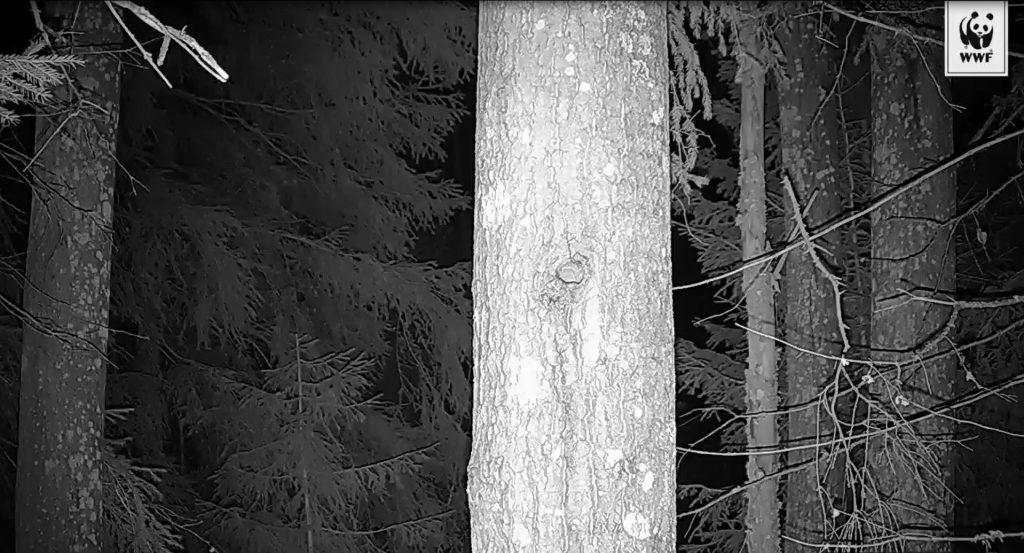 maisema-liito-oravakamerassa-copyright-wwf