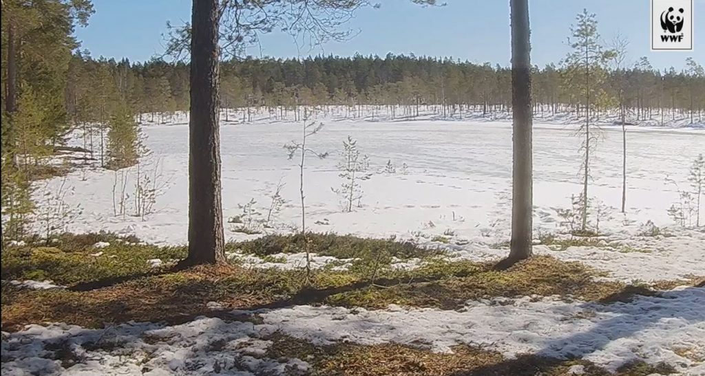 maisema-metsapeurakamerassa-copyright-wwf
