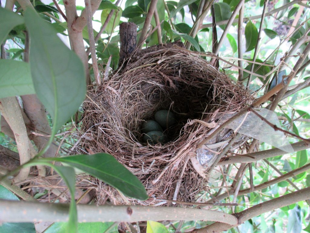 birds-nest-eggs