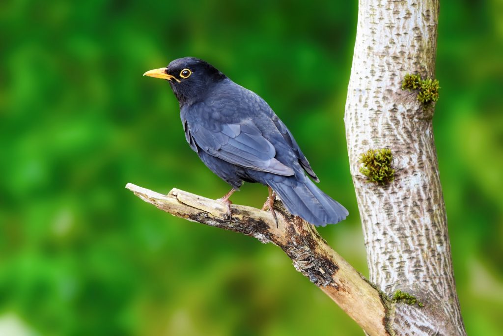 blackbird-1523166212wjS