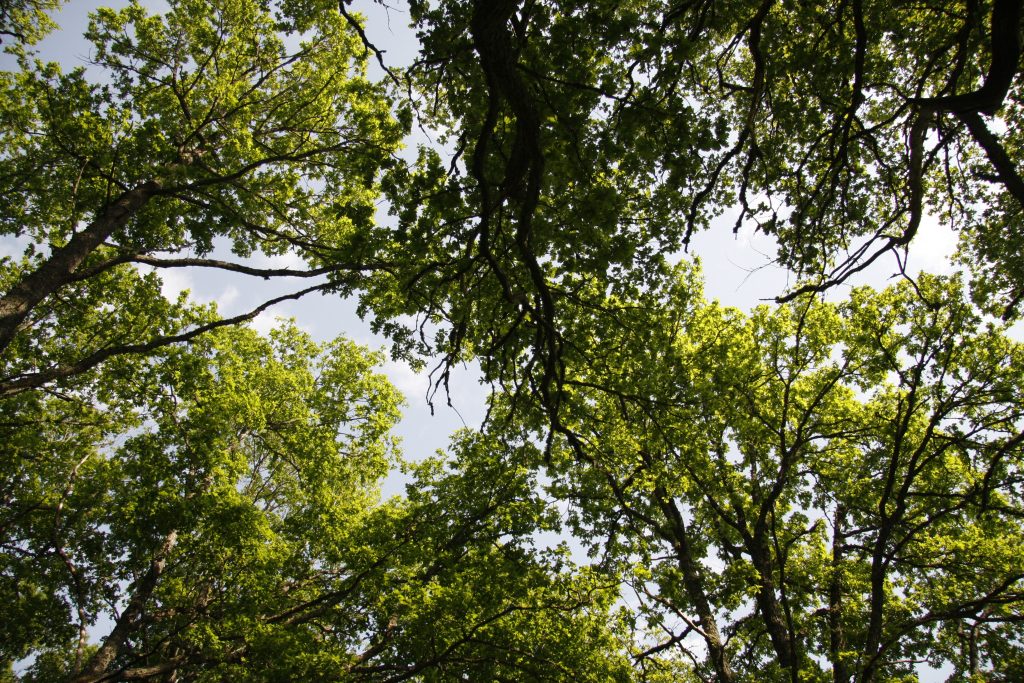 kuvituskuva-katja-nuorvala-wwf