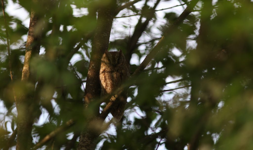 kylapollonen_leila-uotila