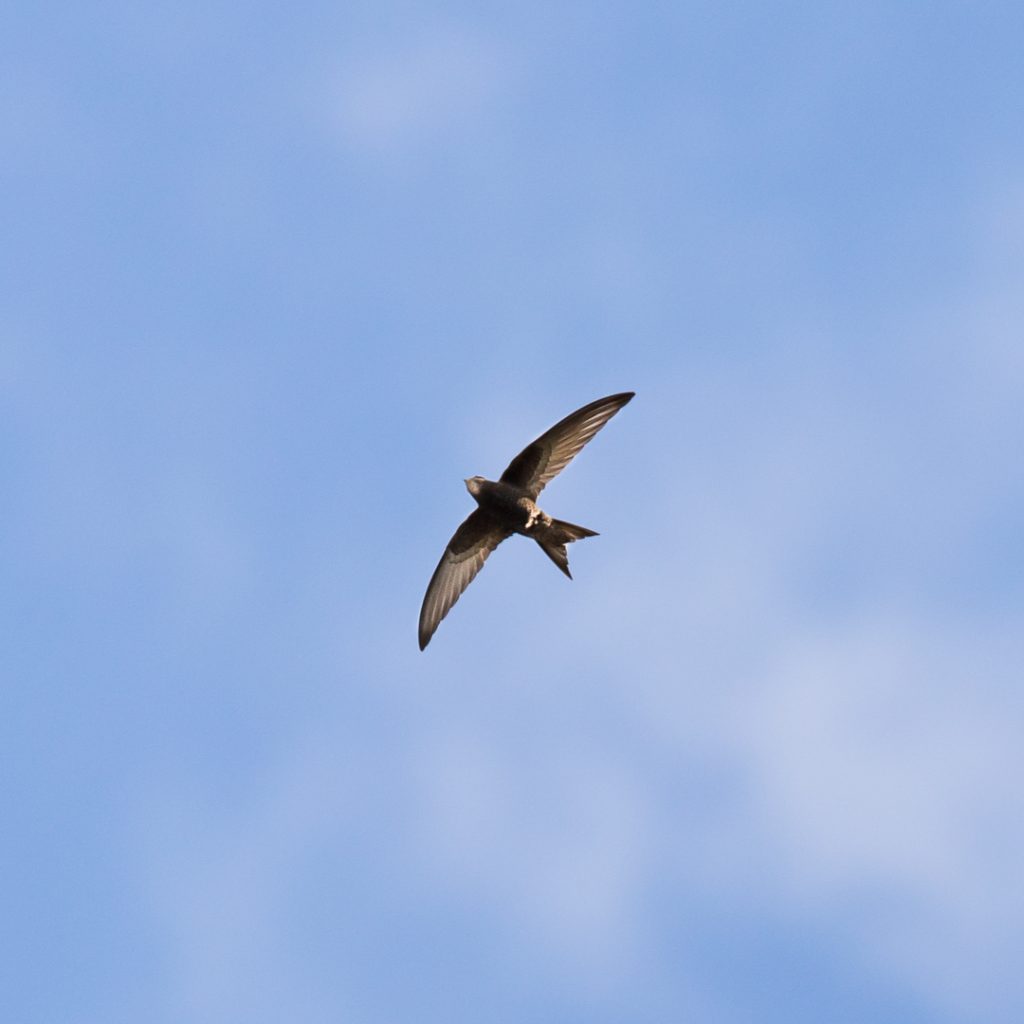 tervapa-cc-88a-cc-88sky