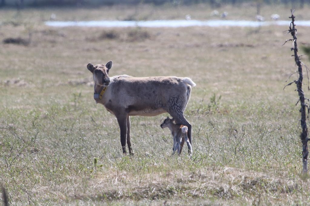 villi-metsapeuravaadin-ja-sen-muutaman-tunnin-ikainen-vasa-kuhmossa-toukokuussa-2018_kuvaaja-pekka-kilpelainen