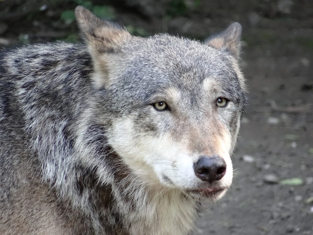 _absolutely_free_photos_original_photos_wolf-head-closeup-4896x3672_52995