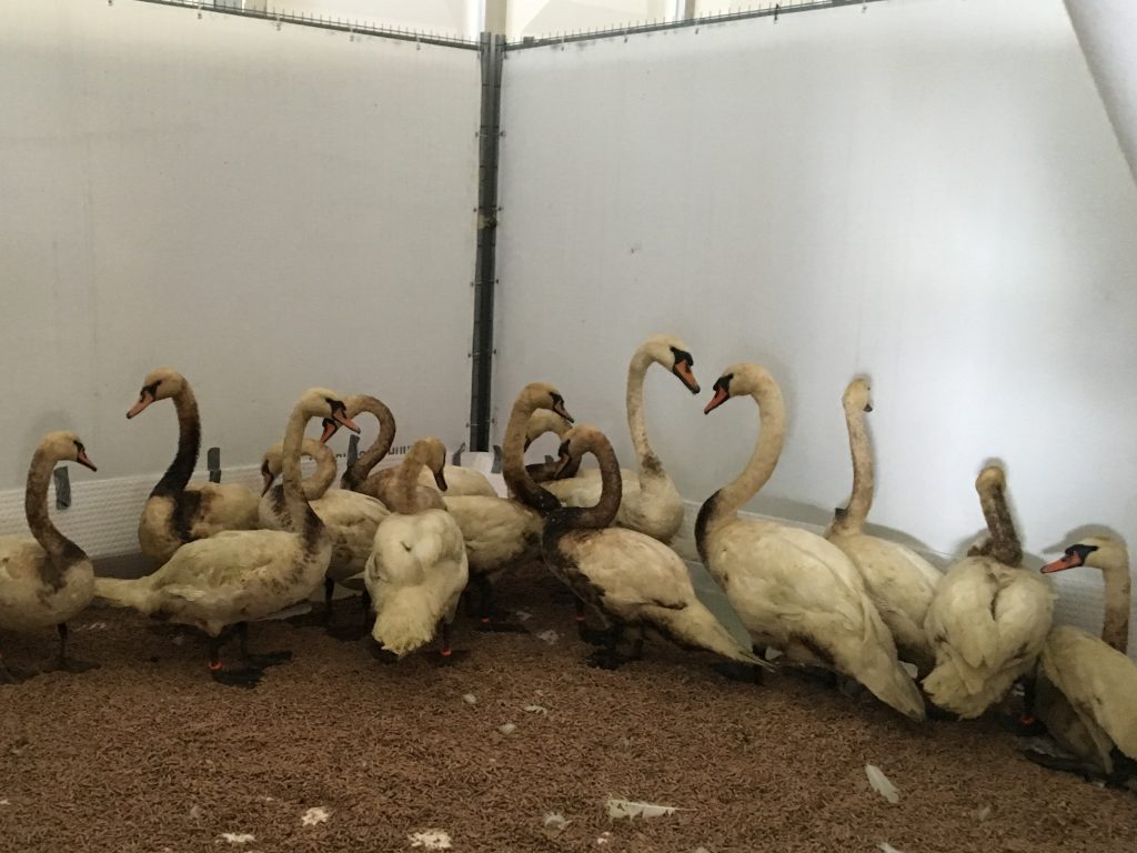 oljyyntyneita-joutsenia-3088x2316-copyright-son-respons