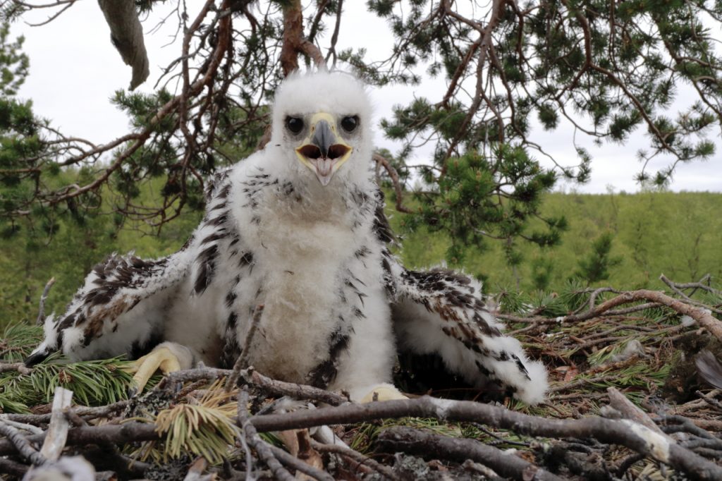 vajaan-kuukauden-ikainen-maakotkan-poikanen_kuva-juha-haikola