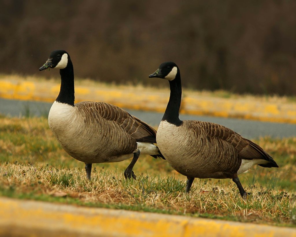 canada-geese-94356_1280