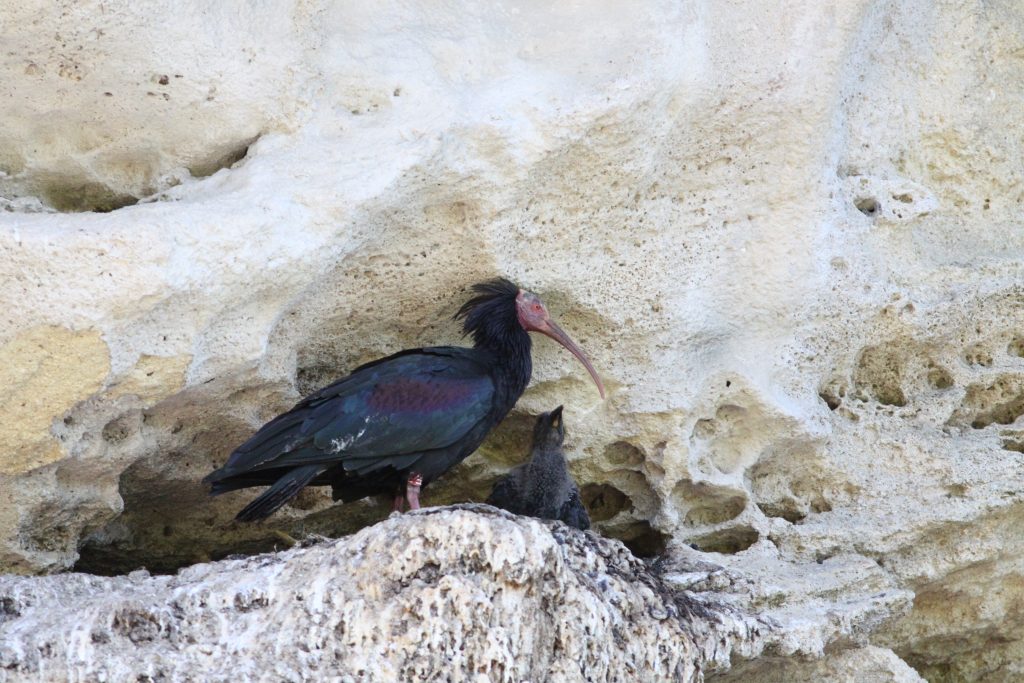 toyhtoiibis_jan-sodersved