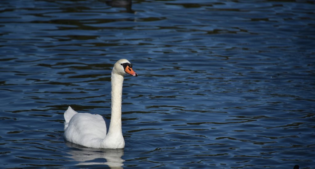 swan-swimming-on-a-blue-lake