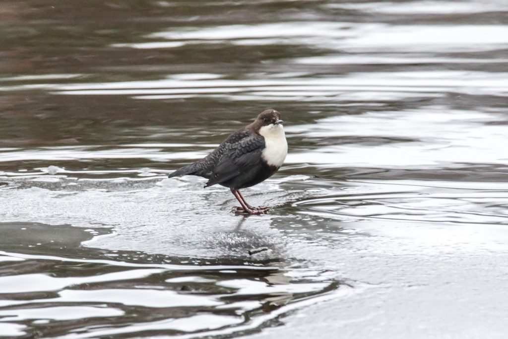 Koskikara. Orivesi. Rönni