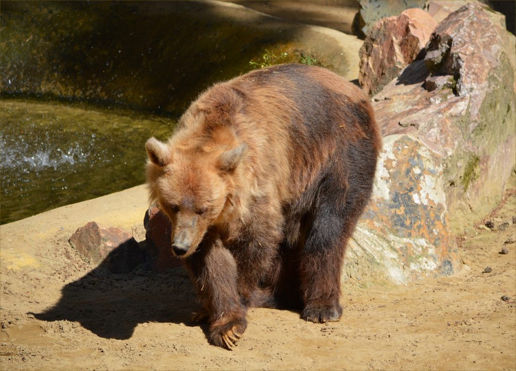 brown-bear-1381677298paM