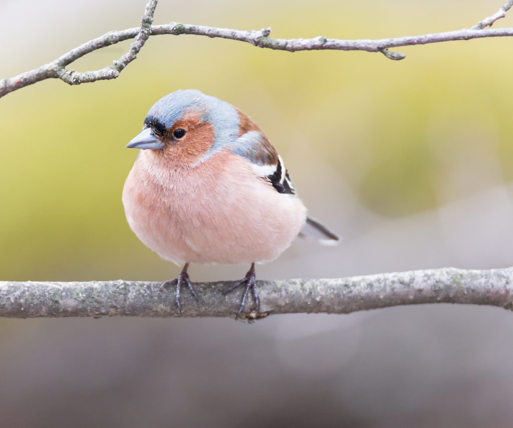 peippo_anttisalovaara