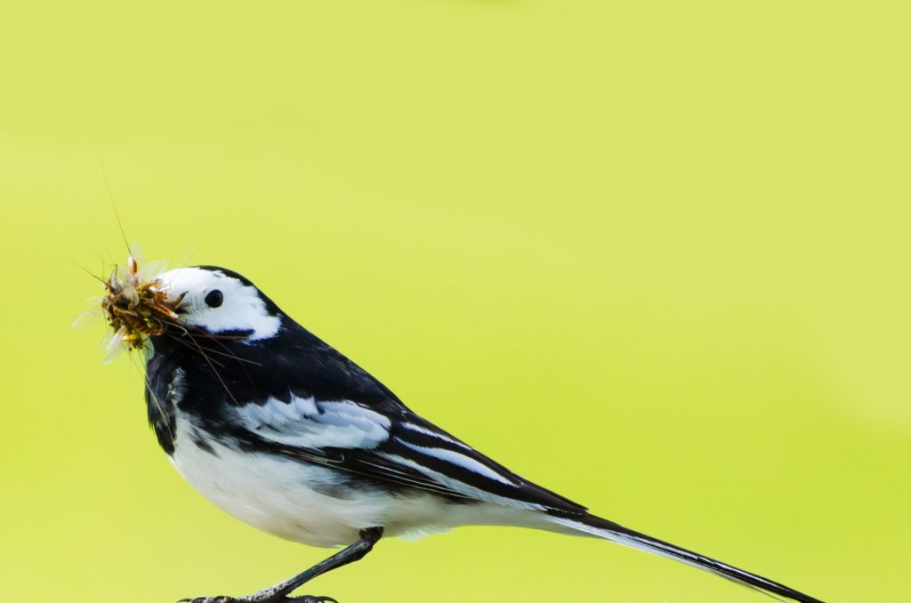 wagtail-with-mosquito-in-beak