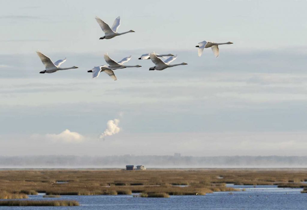 Joutsenet Liminganlahden yllä.