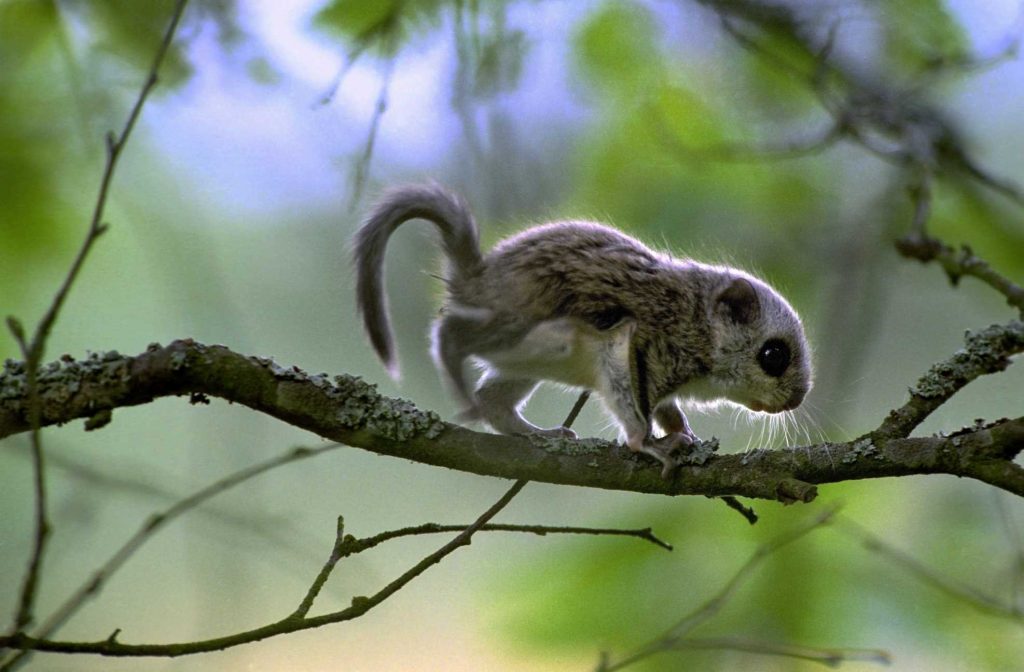 Young flying squirrel, Nurmo Finland, June.