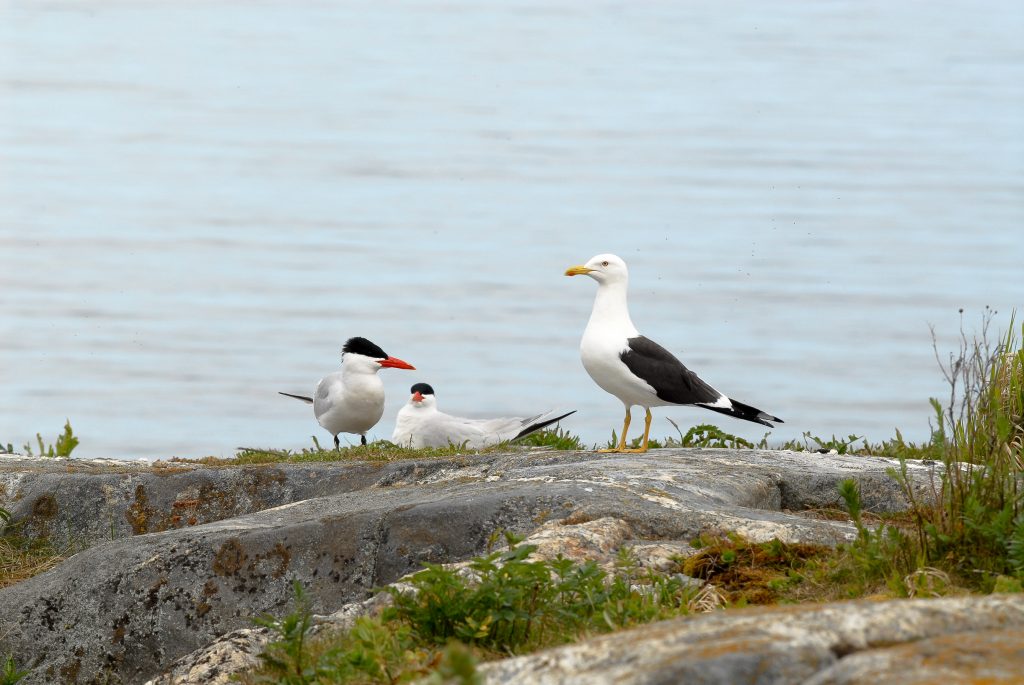 selkalokki-ja-kaksi-rayskaa_kuva-hannu-tikkanen-metsahallitus