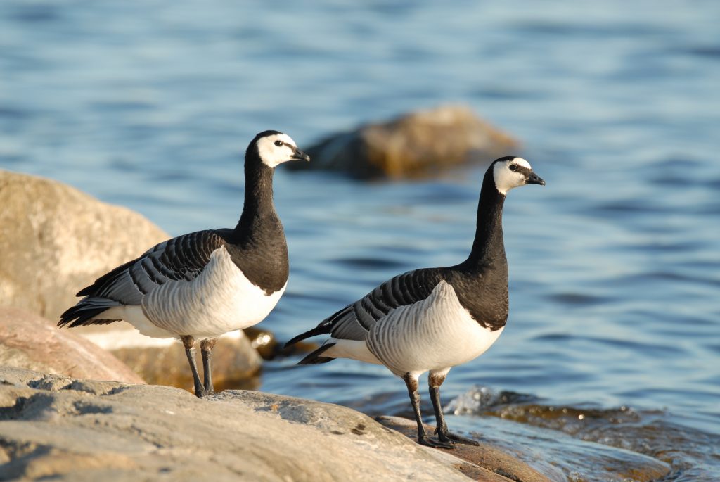 valkoposkihanhi_kuva-hannu-tikkanen-metsahallitus