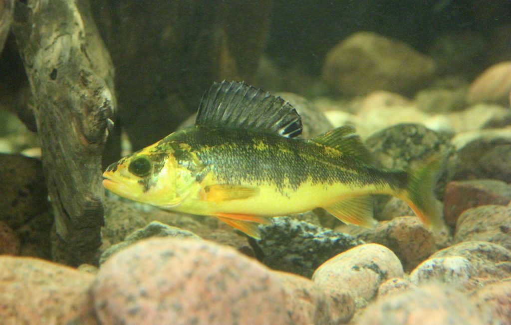 69652741_2807765119252818_6900806409265348608_o