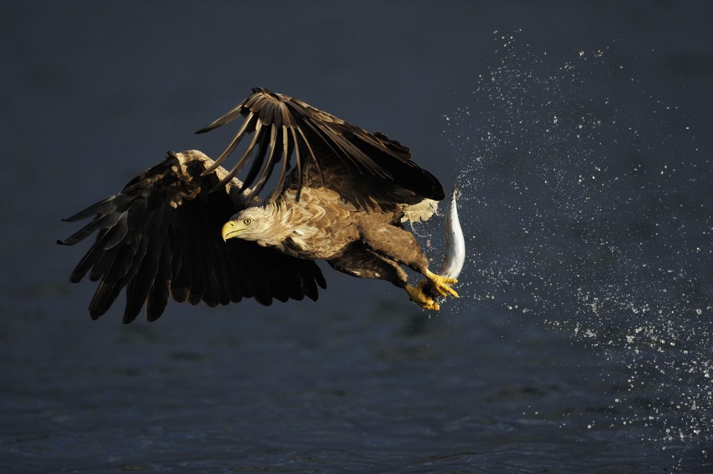 White tailed sea eagle, Flatanger, Norway