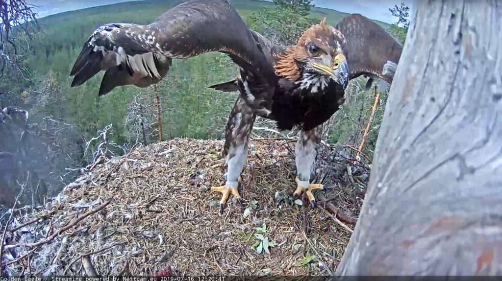 sll-kotkakamera-2019-lentoon