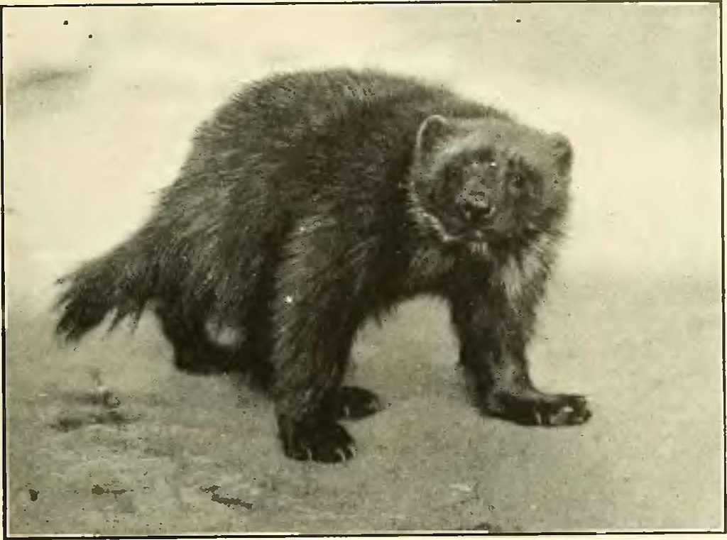 1024px-A_History_of_Land_Mammals_in_the_Western_Hemisphere_-_wolverine