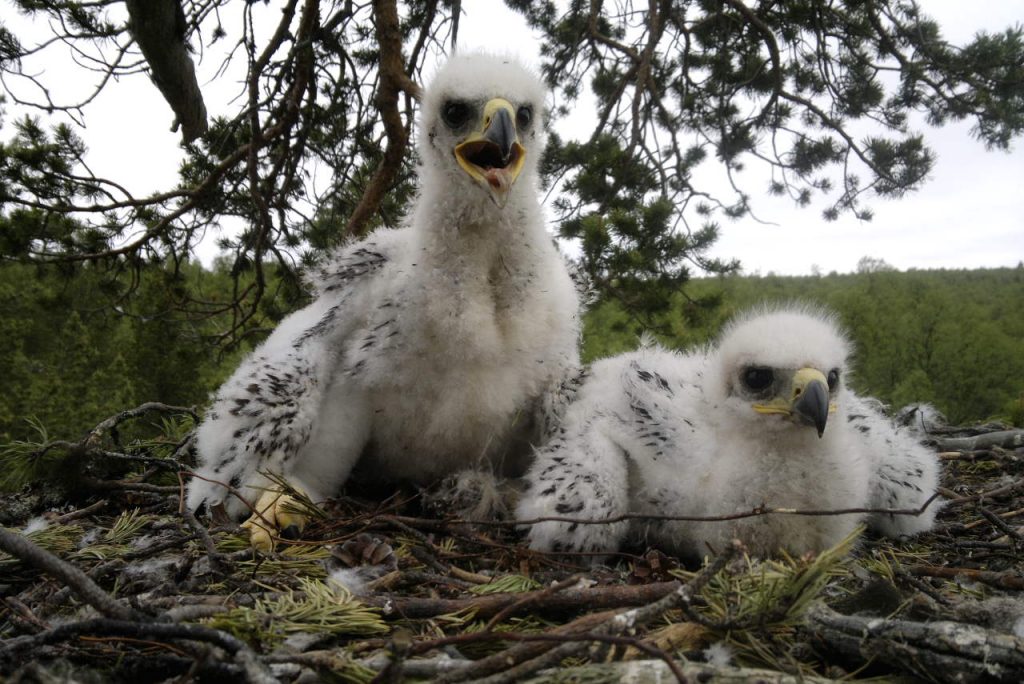 kotkan-poikaset-kuva-juha-haikola