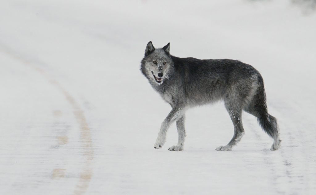 wolf-walking-in-winter
