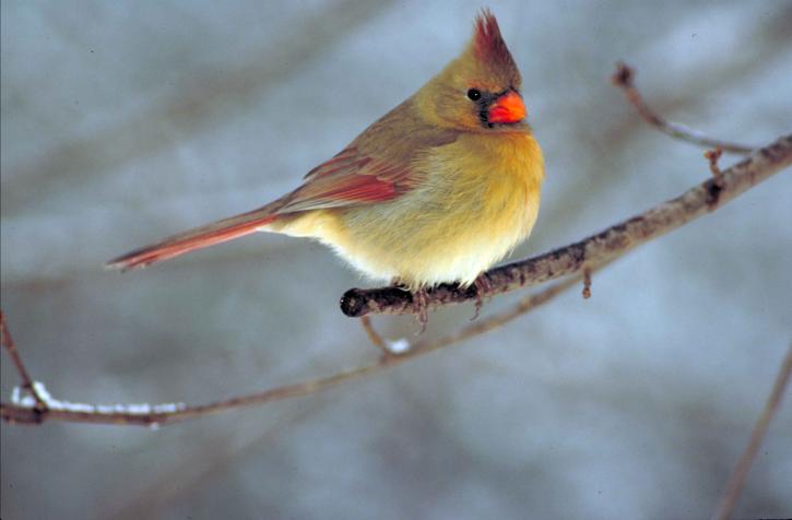northern-cardinal-bird-cardinalis-cardinalis-perched-on-small-snowy-tree-branch-725x476