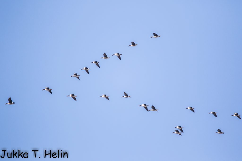 Tundra- ja metsähanhiparvi. Nokia Alasenlahti