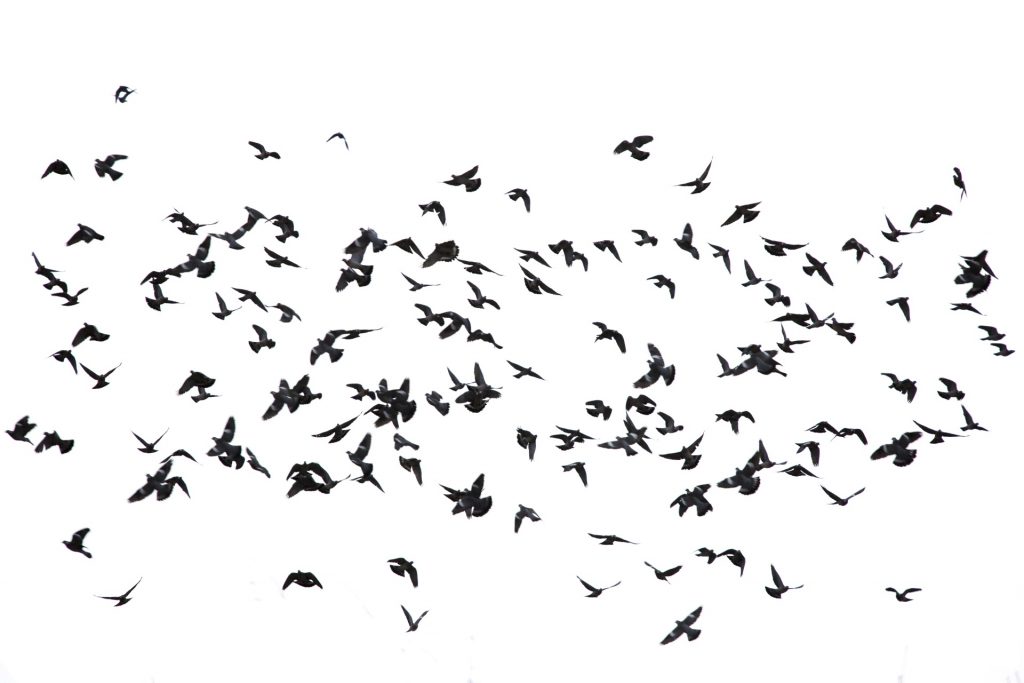 flock-of-birds-1518276771e5P