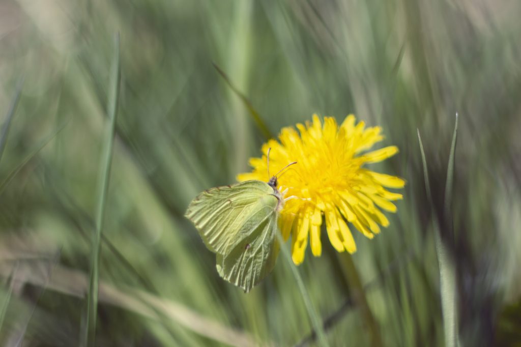 sitruunaperhonen_riina_pippuri