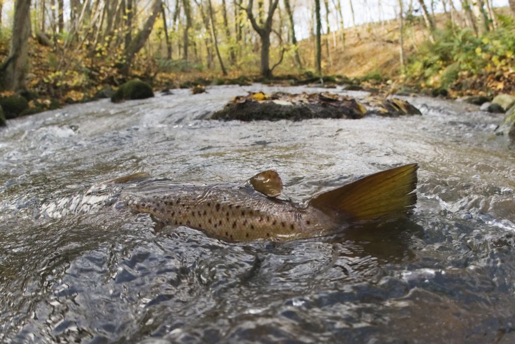 Brown trout, Bornholm, Denmark