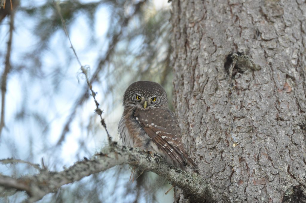 pygmy_owl
