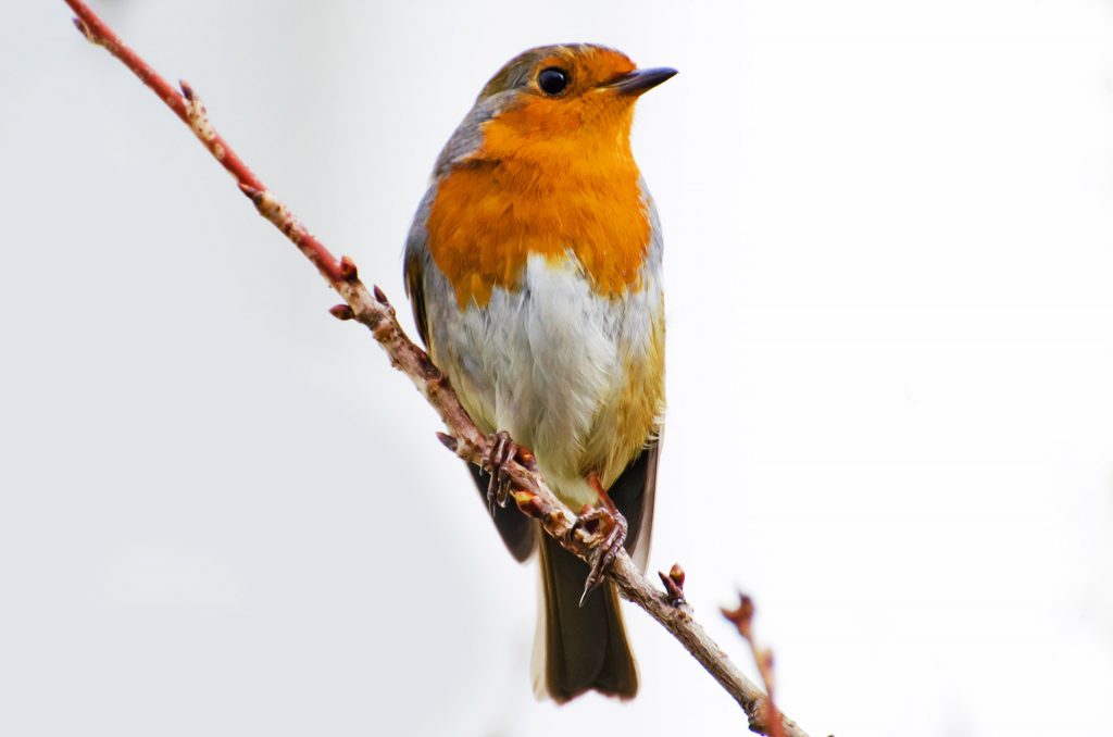bird-robin-erithacus-rubecula