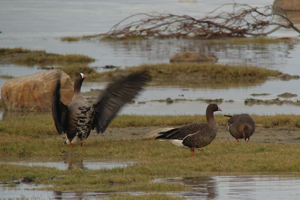 vasemmalla-aikuinen-kiljuhanhi-oikealla-nuori-yksilo-norjan-porsanginvuonolla.-copyright-tomas-aarvak-nof-birdlife-norway