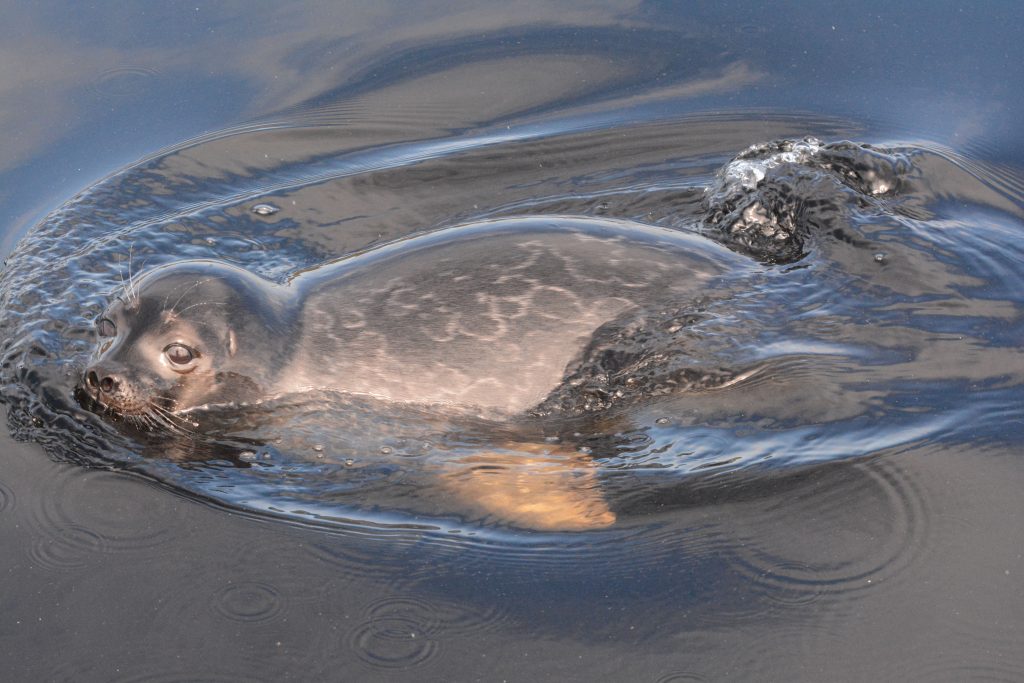 saimaannorppa_kuva-miina-auttila