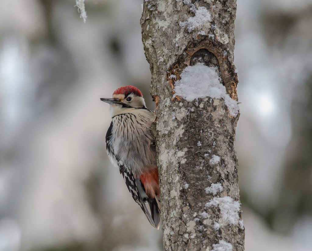 valkoselkatikka_kuva_ilkka_markkanen
