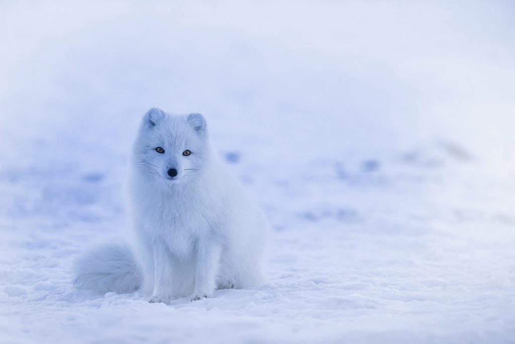 1280px-A_Iceland_Arctic_Fox