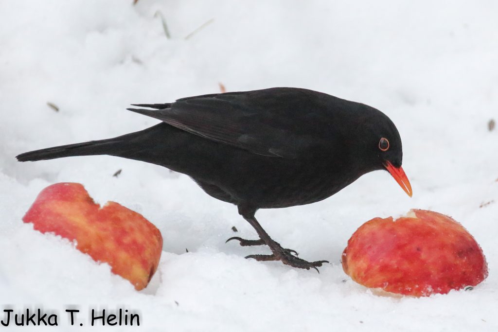 Mustarastas. Tampere Uusikylä-4