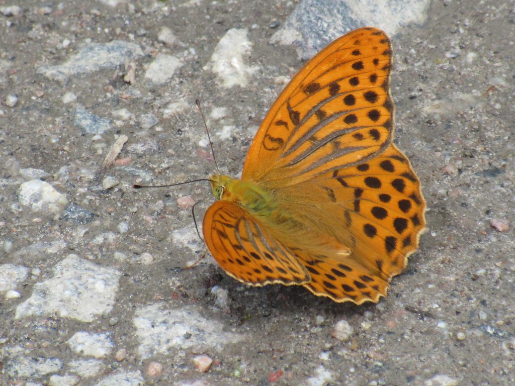 Keisarinviitta_Mikko_Kuussaari