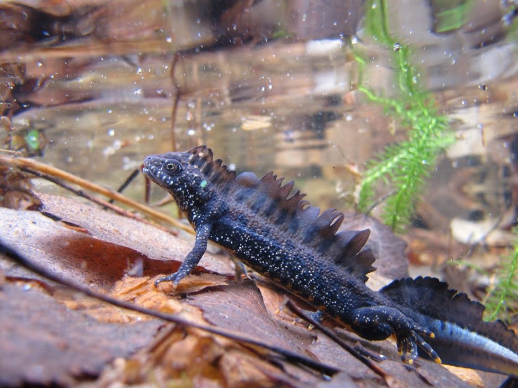 rupiliskokoiras-kutuasussa-c-ville-vuorio