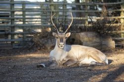 Korkeasaari valittiin metsäpeuran kansainvälisen suojeluohjelman johtoon