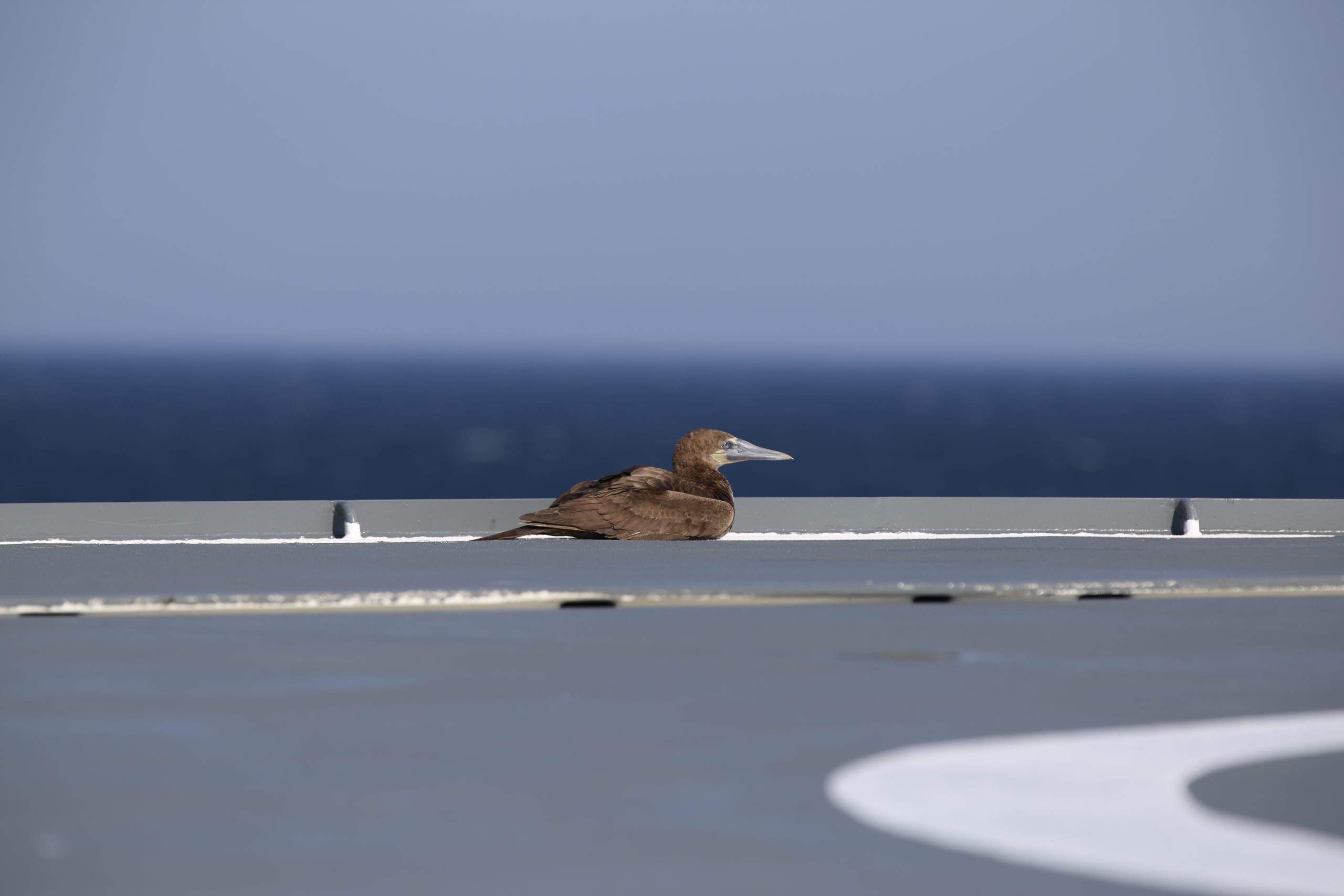 Suomelle uusi lintulaji kuvattiin laivan kannella